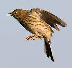 Pipit farlouse