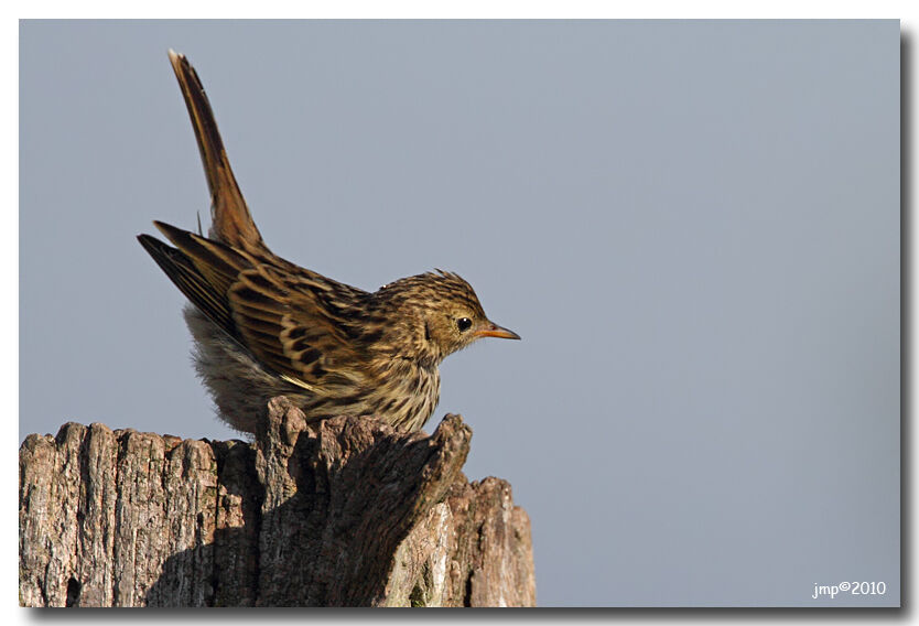 Meadow Pipit