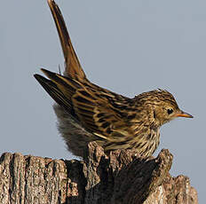 Pipit farlouse