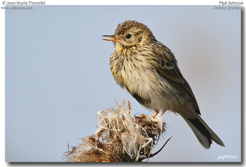 Pipit farlouse