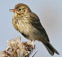 Pipit farlouse