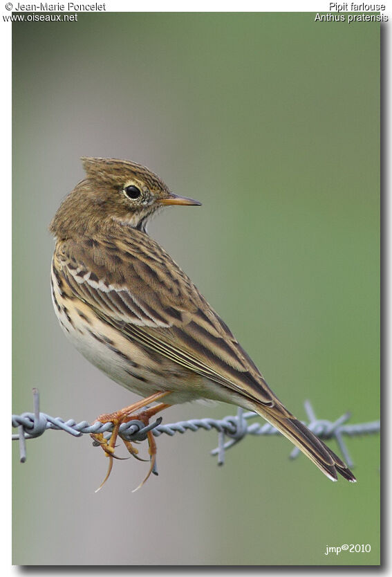 Pipit farlouse