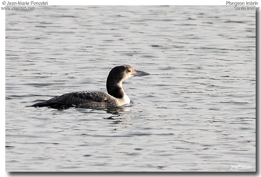 Plongeon imbrin