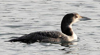 Common Loon