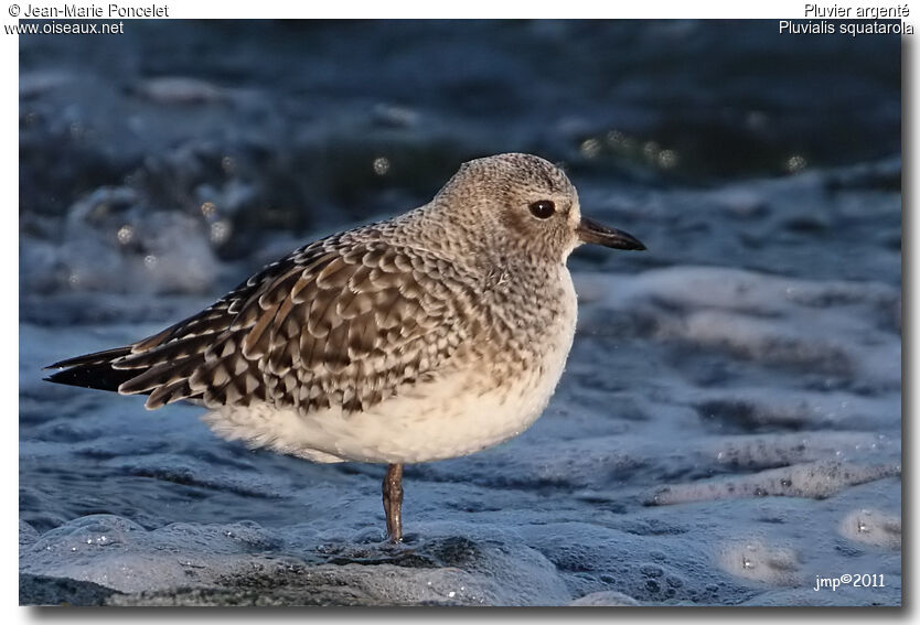 Grey Plover