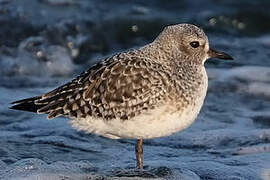 Grey Plover