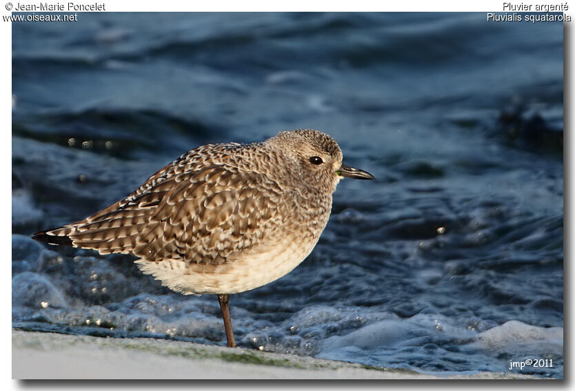 Grey Plover