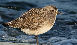 Grey Plover