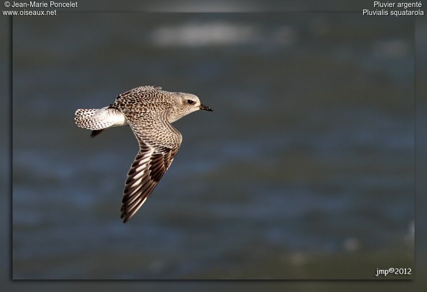 Grey Plover