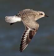 Grey Plover