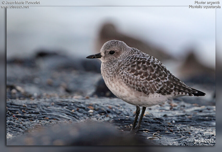 Grey Plover