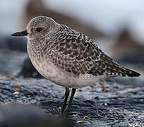 Grey Plover