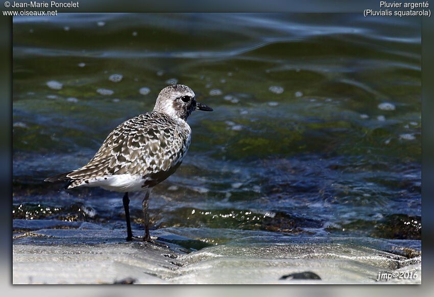 Grey Plover