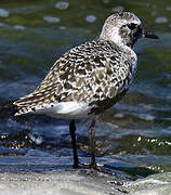 Grey Plover