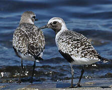 Grey Plover