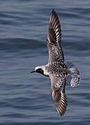 Grey Plover