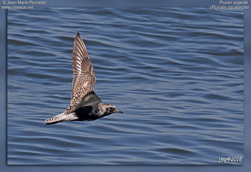 Grey Plover