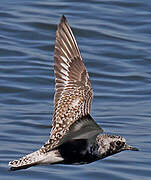 Grey Plover