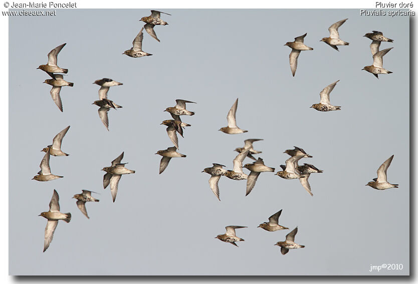 European Golden Plover