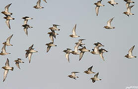 European Golden Plover