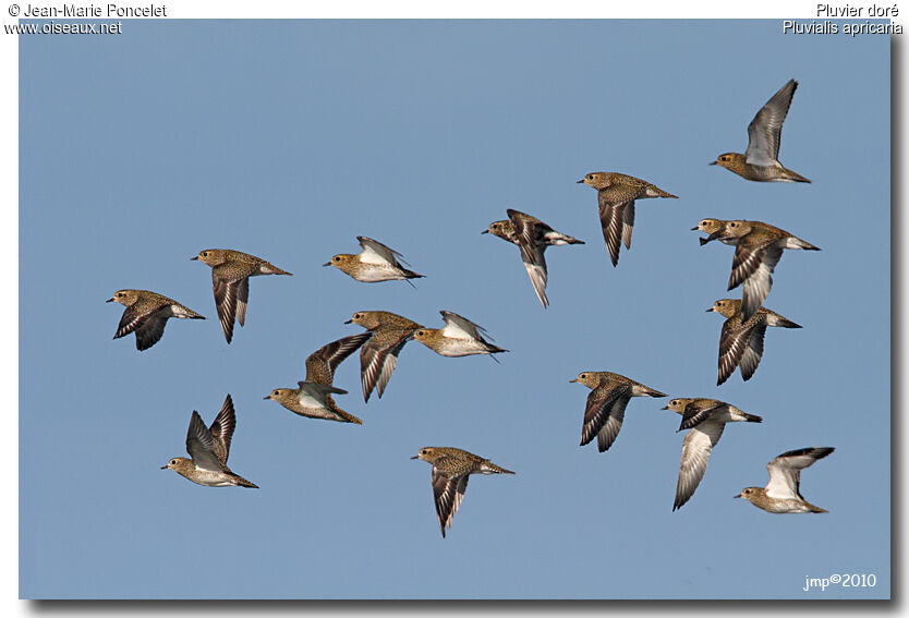 European Golden Plover