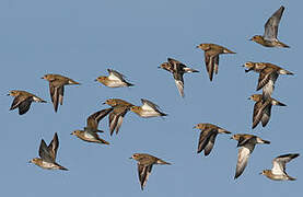 European Golden Plover