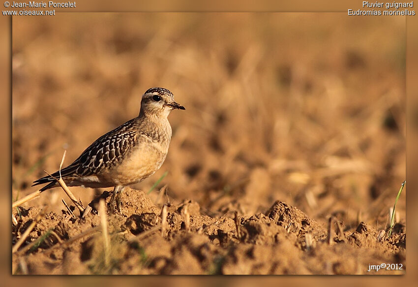 Eurasian Dotterel