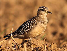 Eurasian Dotterel