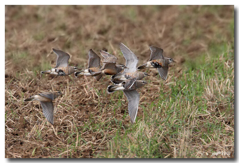 Eurasian Dotterel