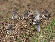 Eurasian Dotterel