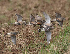 Eurasian Dotterel