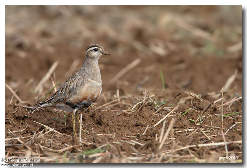 Eurasian Dottereladult transition, identification