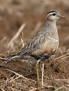 Eurasian Dotterel