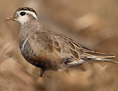 Eurasian Dotterel