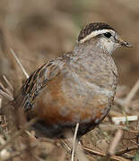 Eurasian Dotterel