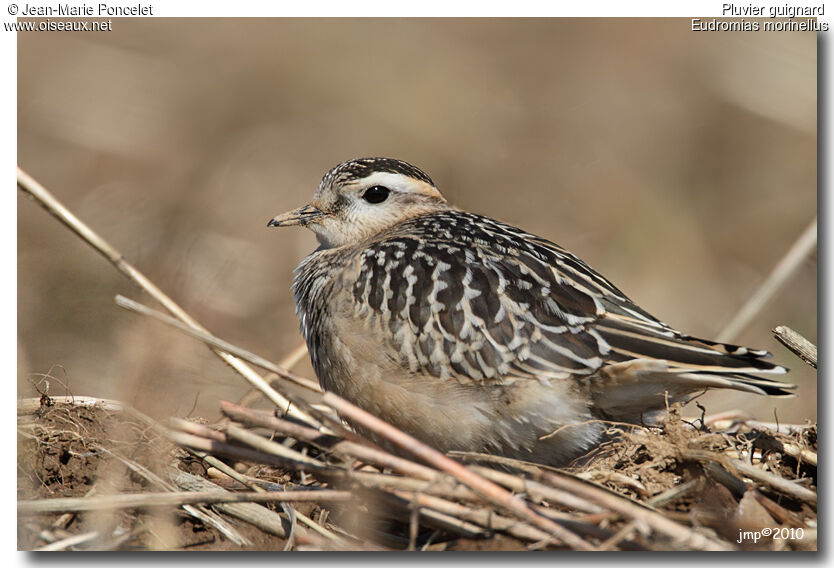 Eurasian Dotterel