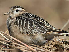 Eurasian Dotterel