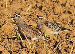 Eurasian Dotterel