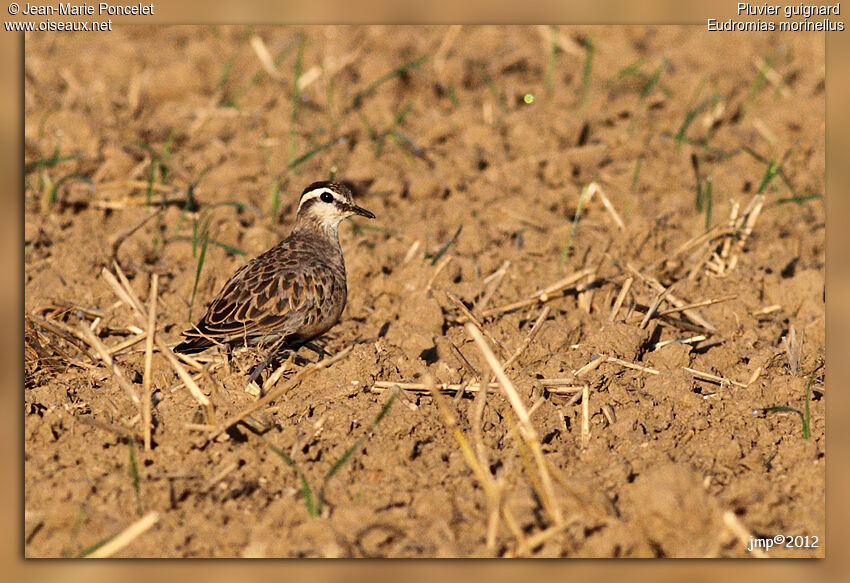 Eurasian Dotterel