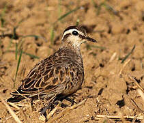 Eurasian Dotterel