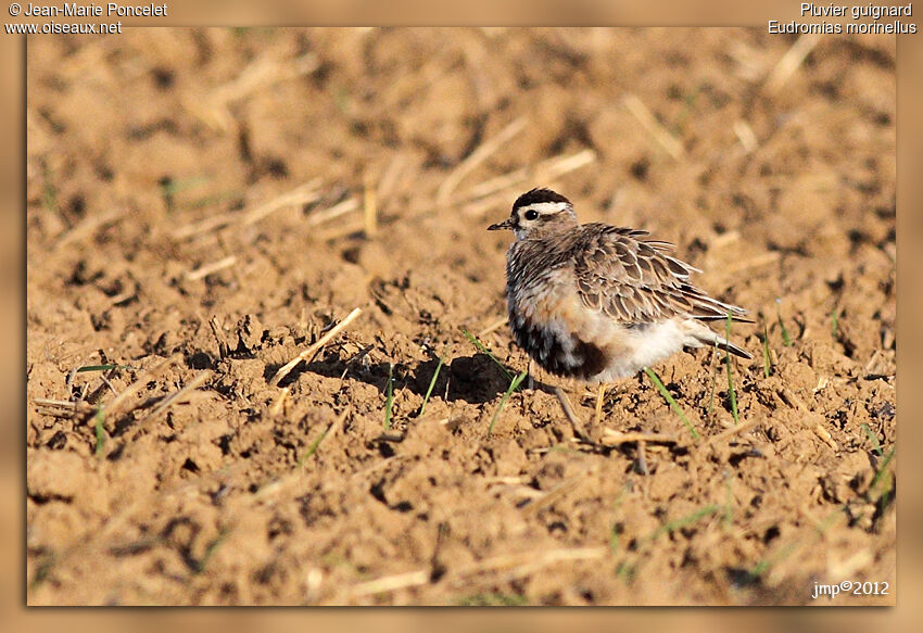 Eurasian Dotterel