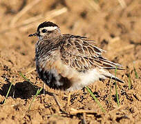 Eurasian Dotterel