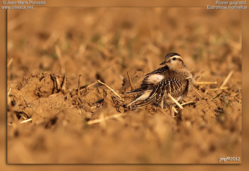 Eurasian Dotterel