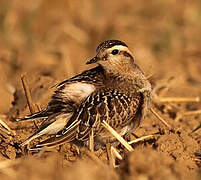 Eurasian Dotterel