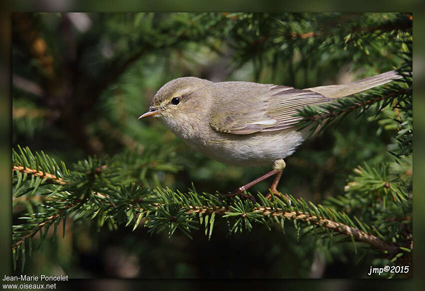 Willow Warbleradult, identification