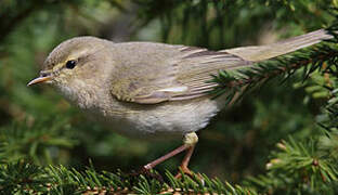 Willow Warbler