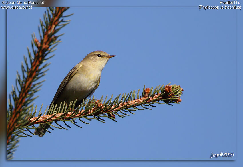 Willow Warbler