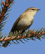 Willow Warbler