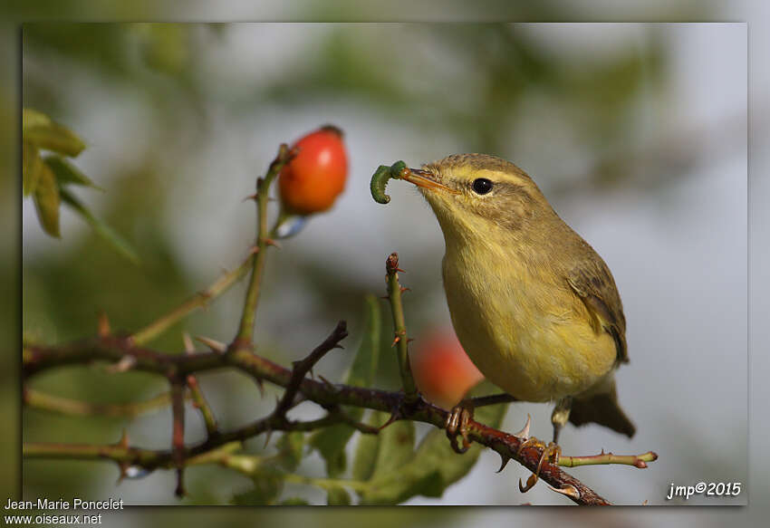 Willow Warblerjuvenile, feeding habits