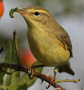 Willow Warbler